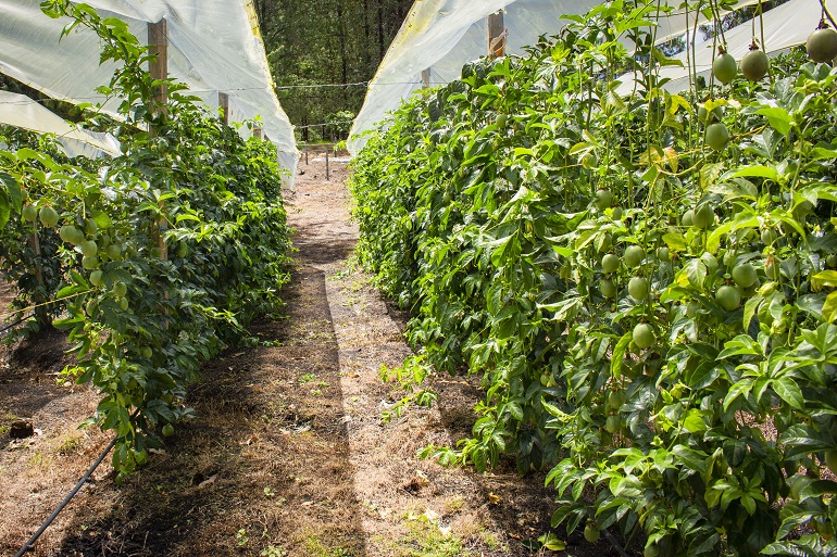 Propagar y entutorar plantas de la fruta de la pasión